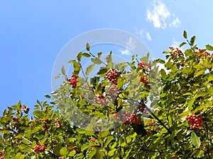 Rowan branch against the sky