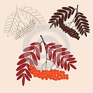 rowan branch and berries-flat and line art illustration photo