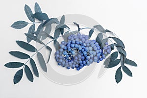 Rowan branch with blue berries and leaves on a white background, close-up, tinted blue. Original rowan berries