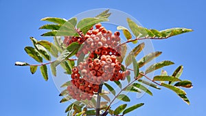 Rowan branch with bright orange berries on a blue sky background