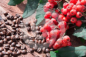 Rowan branch and coffee beans on a wooden background