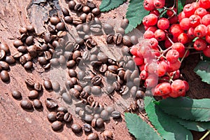 Rowan branch and coffee beans on a wooden background