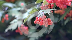 A rowan branch develops in the wind