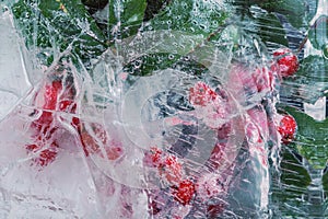 Rowan branch frozen in the thickness of the ice. Background for greeting card or banner.