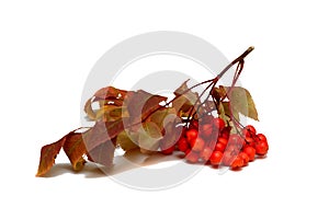 Rowan branch with red berries and dry leaves