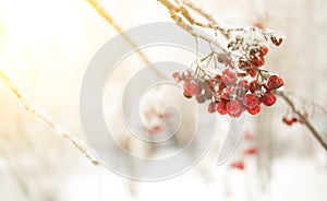 Rowan branch with red berries. Seasonally Christmass and New Year winter background concept. Close-up photo.