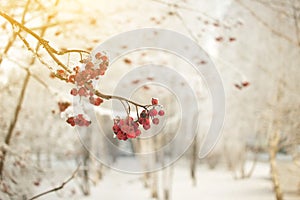 Rowan branch with red berries. Seasonally Christmass and New Year winter background concept. Close-up photo.