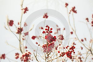 Rowan branch with red berries. Seasonally Christmass and New Year winter background concept. Close-up photo.