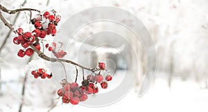 Rowan branch with red berries. Seasonally Christmass and New Year winter background concept. Close-up photo.