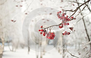 Rowan branch with red berries. Seasonally Christmass and New Year winter background concept. Close-up photo.
