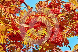 Rowan on a branch. Red rowan berries on rowan tree