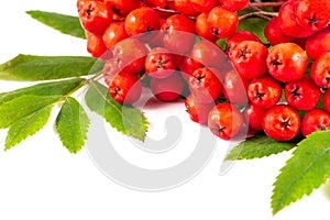Rowan branch red rowanberries isolated