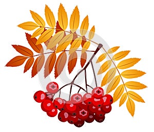 Rowan branch with rowanberries and leaves. Vector