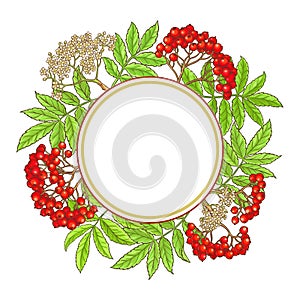 Rowan branch vector frame