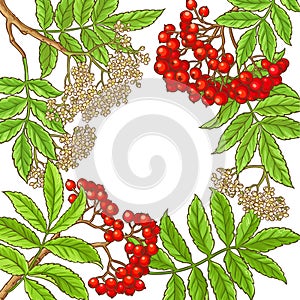 Rowan branch vector frame