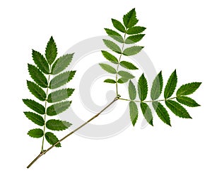 Rowan branch on white background. Three green leaves of mountain ash
