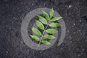 Rowan branch with yellowing leaves on textured asphalt