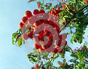 Rowan bunch in sunlight