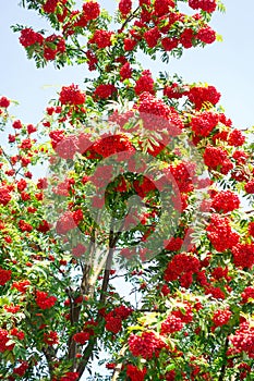 Rowan with bunches of ripe berries