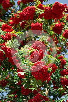 Rowan with bunches of ripe berries