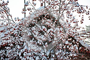 Rowan covered with snow in front of a wooden house facade