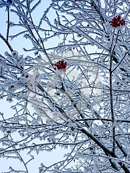 The rowan in the frost on the background of the winter sky