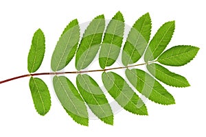 Rowan green leaf