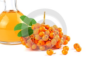 Rowan with green leaf and rowan oil in glass jug isolated on white background