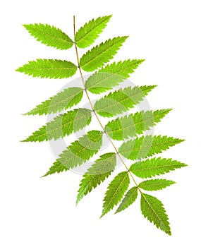 Rowan green leaf with yellow veins on a white background