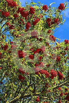 Rowan harvest