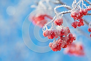 Rowan in hoarfrost