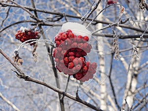 Rowan in Hoarfrost