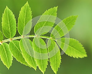 Rowan leaf