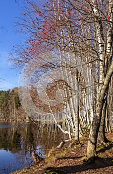 Rowan and leafless trees in autumn. Bare birch forest by the lake.