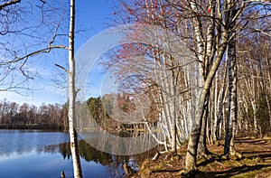 Rowan and leafless trees in autumn. Bare birch forest by the lake.