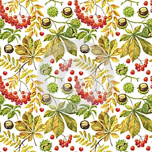 Rowan leaves and bunches of berries. The leaf and the nut of the chestnut tree. Autumn theme in watercolor illustration