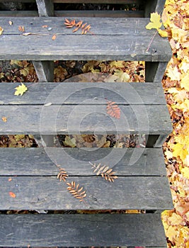 Rowan and maple leaves on steps of Wallace public stairs