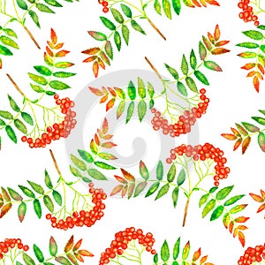 Rowan mountain ash, quicken treebranch with green leaves and red berries, hand painted watercolor illustration seamless pattern