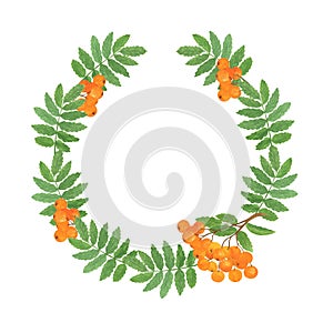 Rowan or mountain ash tree berries, leaves and branches wreath watercolor seasonal autumnal fall floral illustration, thanksgiving