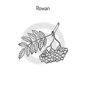 Rowan or mountain-ash photo