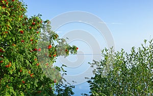 Rowan Mountain Ash and Willow by the Lake under the Blue Sky