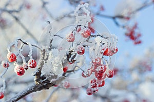 Rowan with red berries covered with hoarfrost