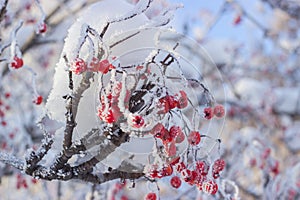 Rowan with red berries covered with hoarfrost