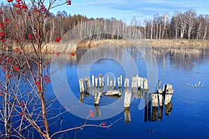 Rowan red ordinary on the background of clear ice of lake Uvildy in sunny autumn day Chelyabinsk region, Russia photo