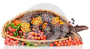 Rowan, rosehips, autumn flowers and berries isolated on white