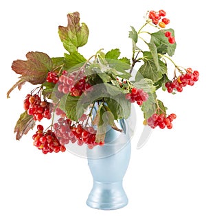 Rowan, rowanberry, rowan-tree