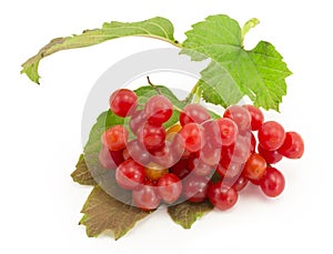 Rowan, rowanberry, rowan-tree