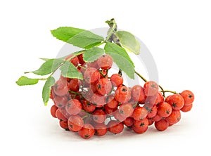 Rowan, rowanberry, rowan-tree