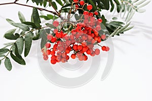 Rowan Sorbus aucuparia berries and leaves isolated on white photo