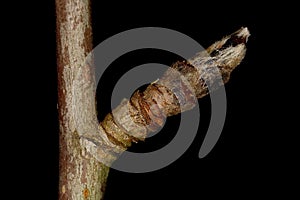 Rowan Sorbus aucuparia. Brachyblast Closeup photo